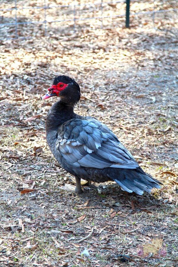 Benefits of Raising Muscovy Ducks - Three Little Goats
