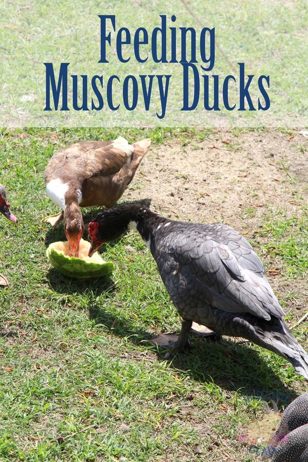 What Do Muscovy Ducks Eat? Three Little Goats